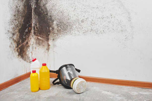 Best Home Mold Removal  in Ladonia, AL