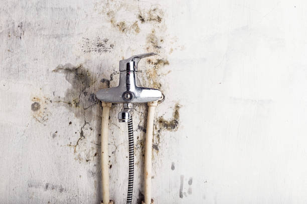 Best Mold Testing  in Ladonia, AL