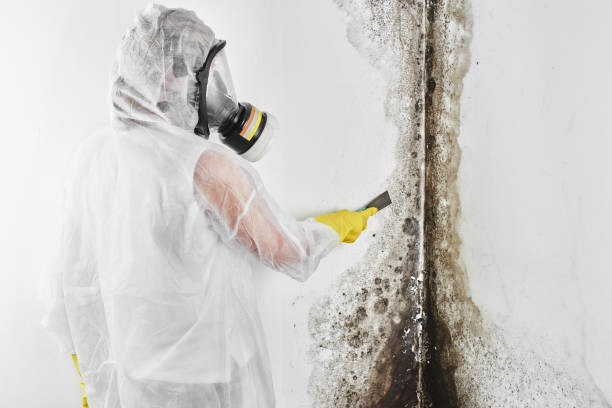 Attic Mold Removal in Ladonia, AL