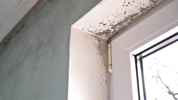 Best Crawl Space Mold Removal  in Ladonia, AL