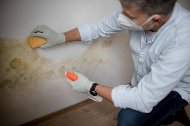 Best Mold Remediation Experts  in Ladonia, AL