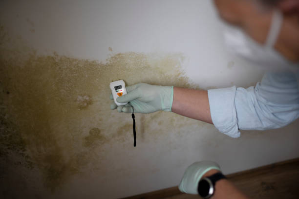 Office Mold Removal Services in Ladonia, AL