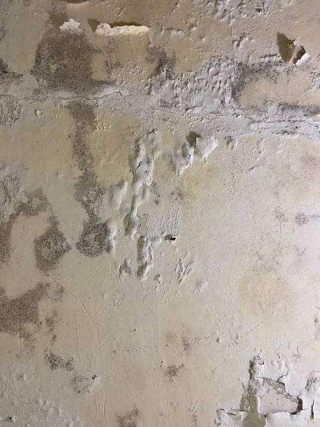 Best Fast Mold Removal  in Ladonia, AL