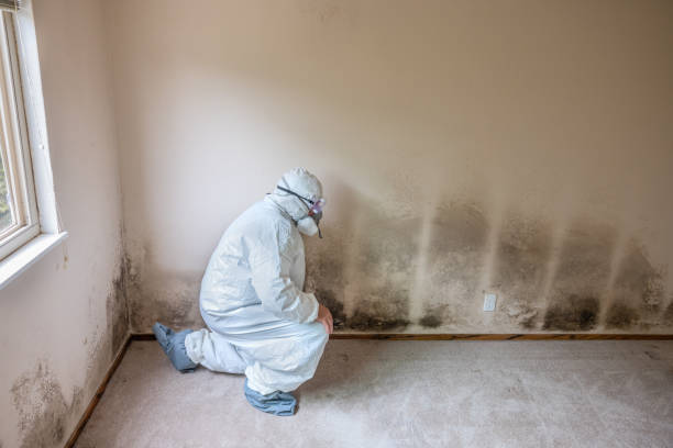 Best Best Mold Removal Companies  in Ladonia, AL