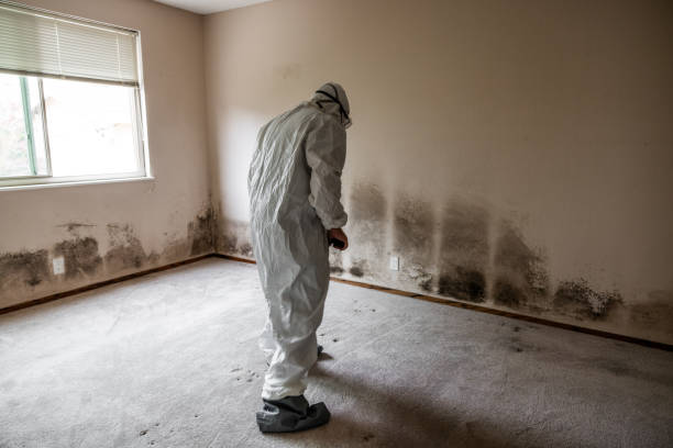 Best Local Mold Removal Service  in Ladonia, AL
