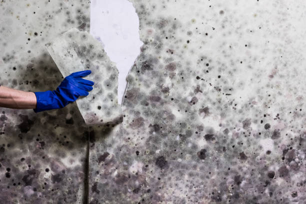 Best Crawl Space Mold Removal  in Ladonia, AL
