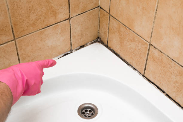 Best Black Mold Removal  in Ladonia, AL